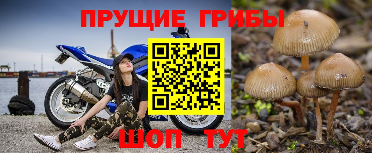 Нижневартовск  Псилоцибиновые грибы Psilocybine cubensis  где найти   Вход с VPN 